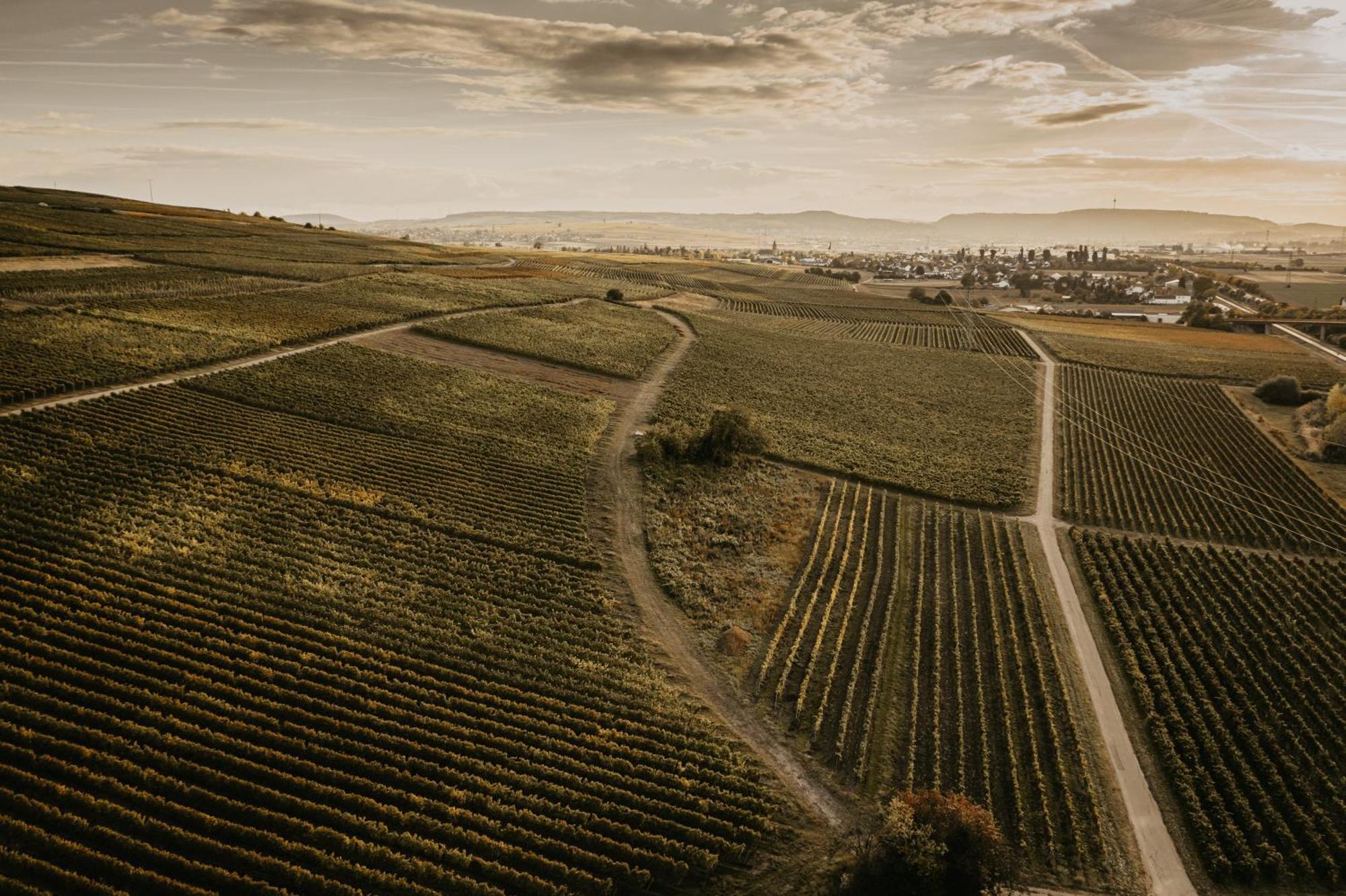 Biebelsheim Weingut U. Gaestehaus Vogt-Fehlinger מראה חיצוני תמונה